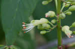 Ohio buckeye